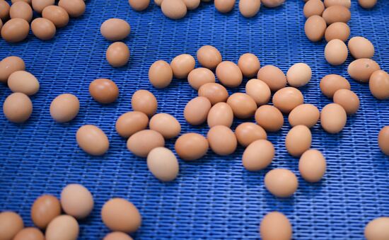 Производство куриных яиц в Новосибирской области