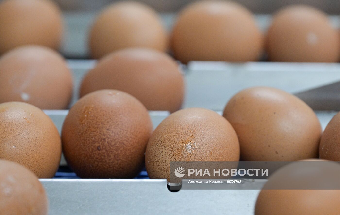 Производство куриных яиц в Новосибирской области