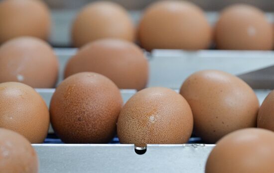 Производство куриных яиц в Новосибирской области