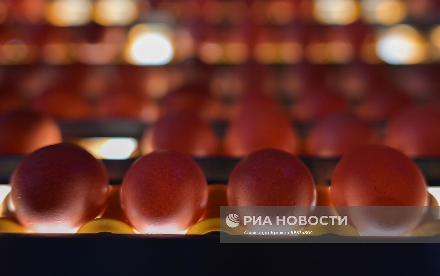 Производство куриных яиц в Новосибирской области