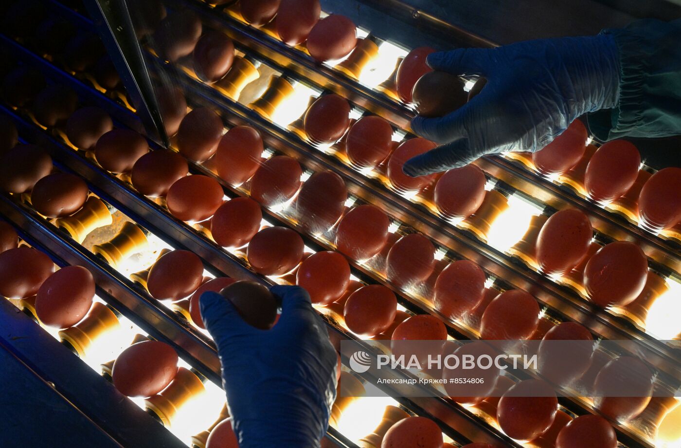 Производство куриных яиц в Новосибирской области