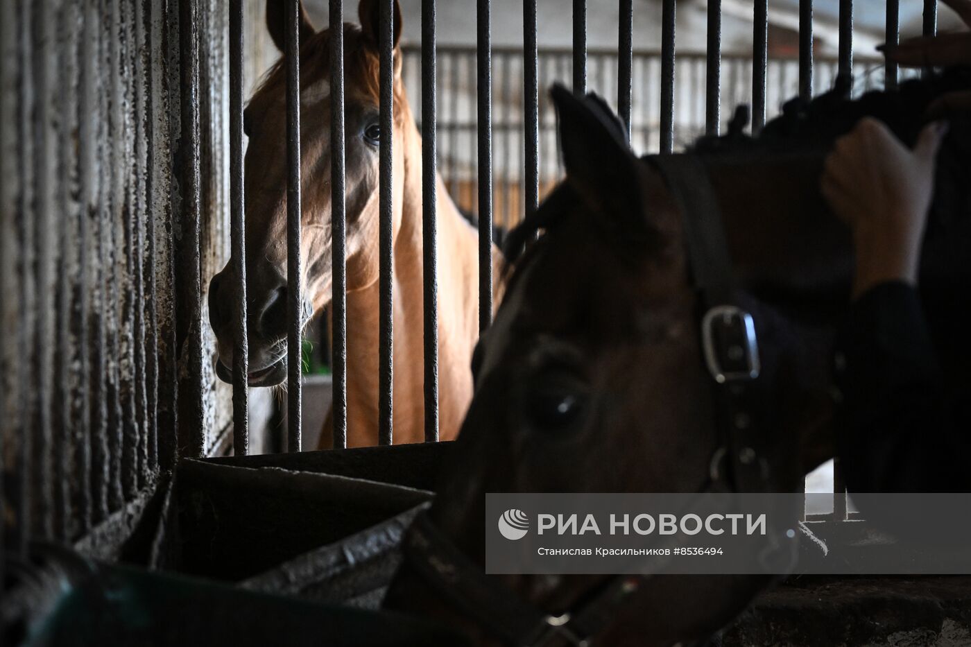 Спортивная школа по конному спорту в Луганске