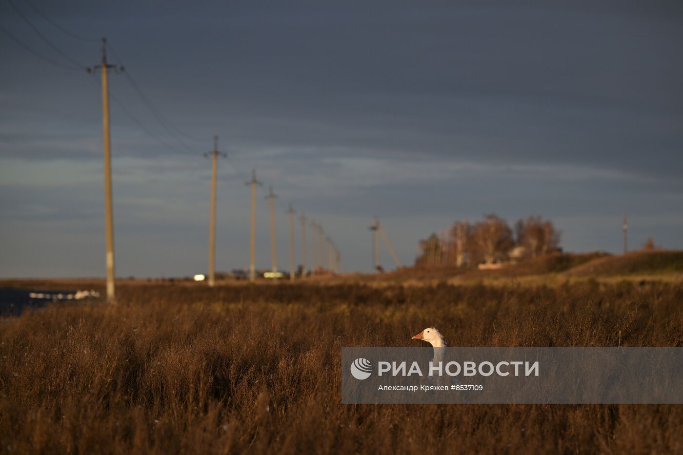 Сельская жизнь в Новосибирской области