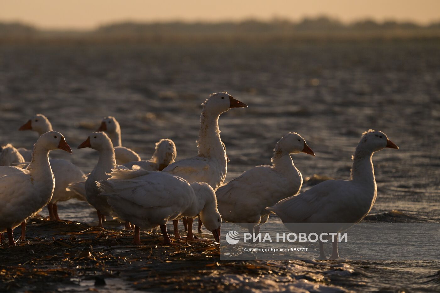 Сельская жизнь в Новосибирской области