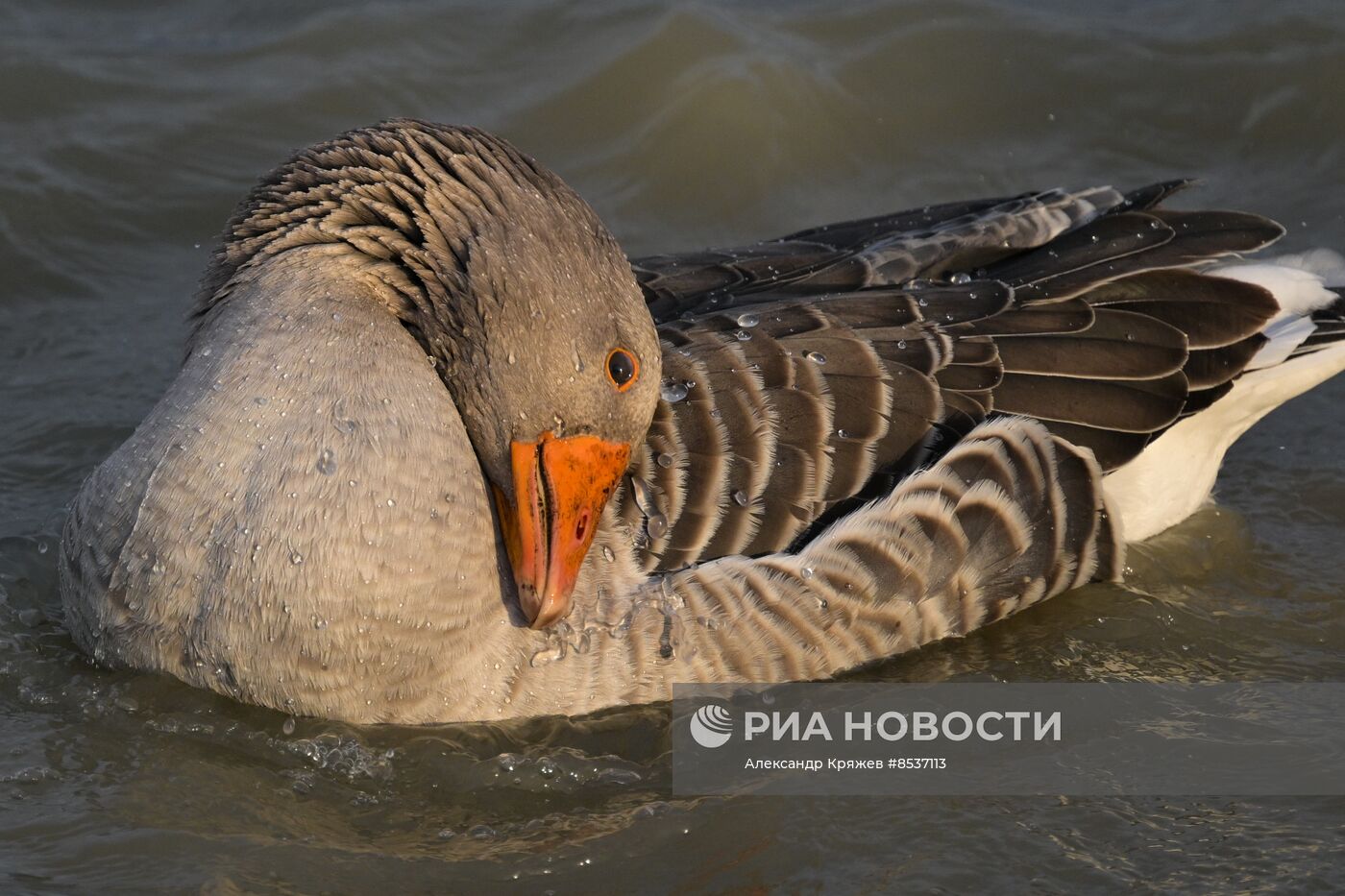 Сельская жизнь в Новосибирской области