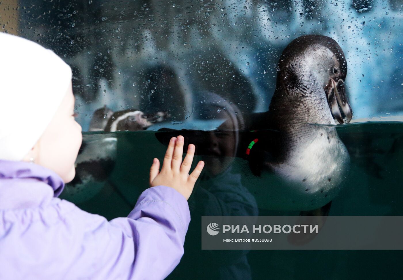 Первые пингвины поселились в зоопарке в Крыму