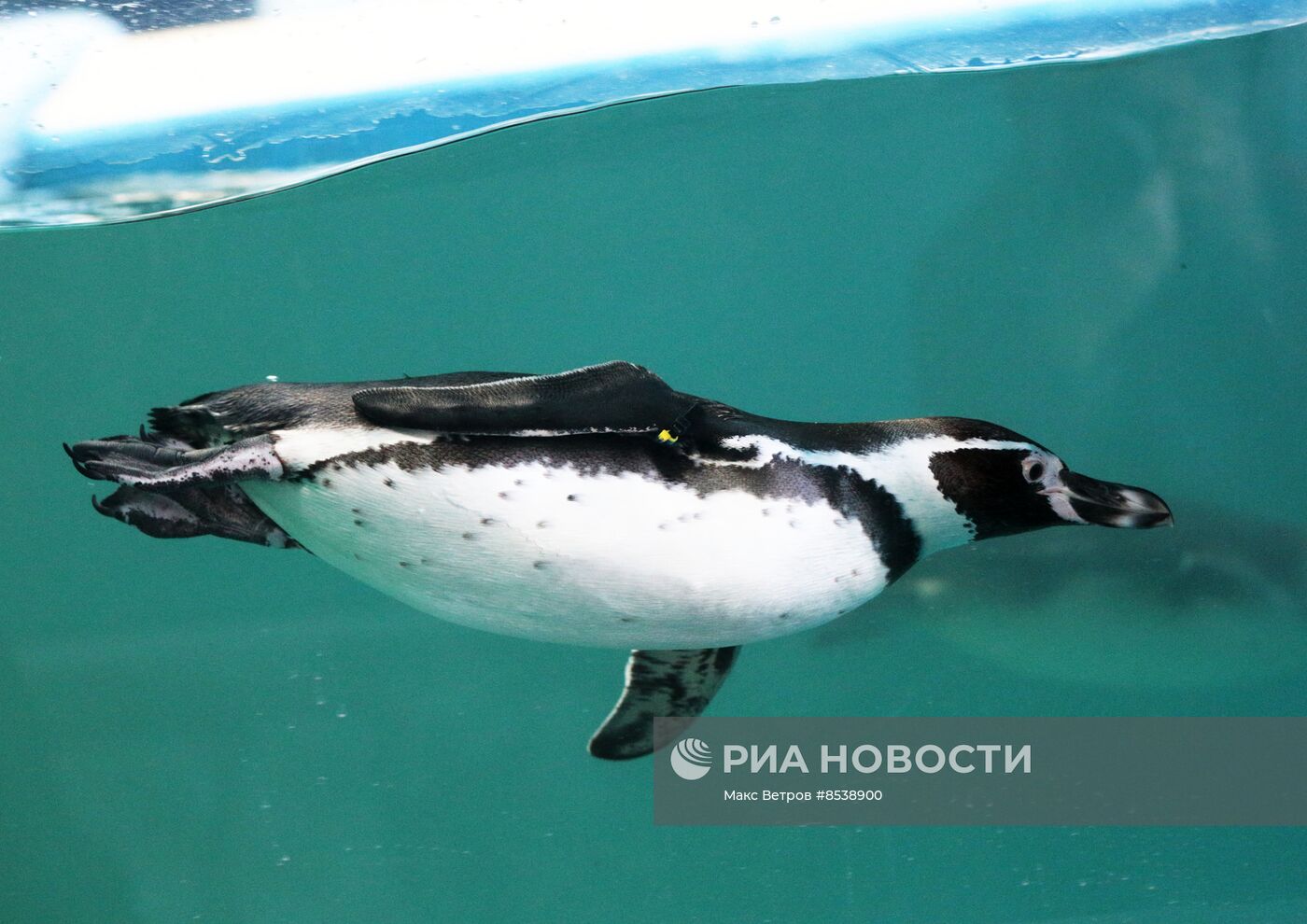 Первые пингвины поселились в зоопарке в Крыму