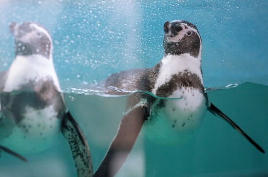 Первые пингвины поселились в зоопарке в Крыму