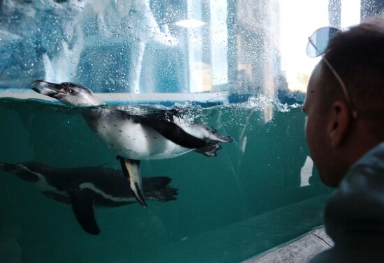 Первые пингвины поселились в зоопарке в Крыму