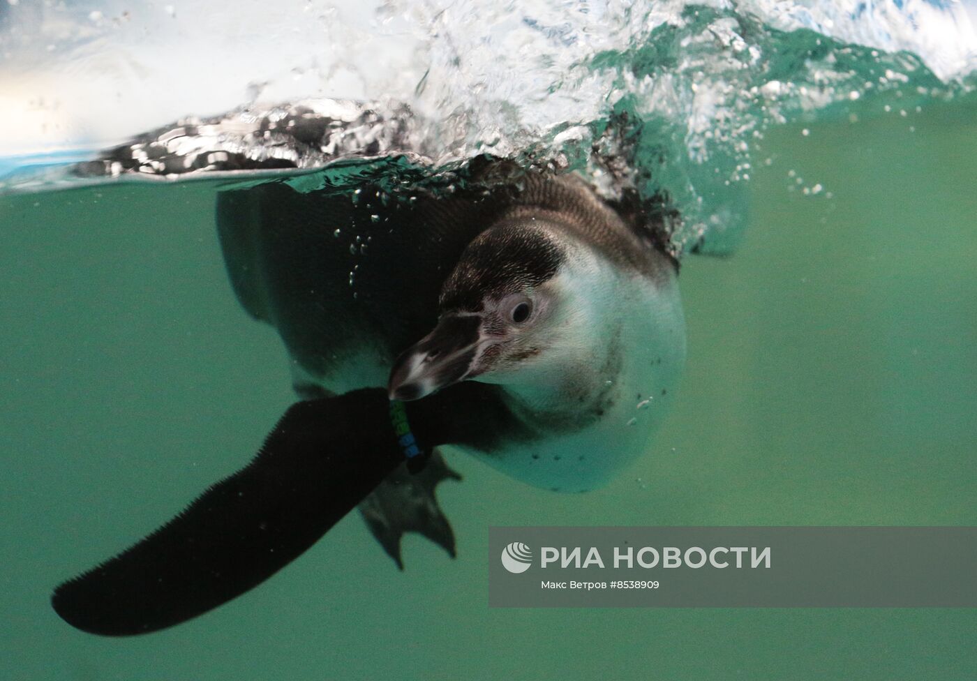 Первые пингвины поселились в зоопарке в Крыму