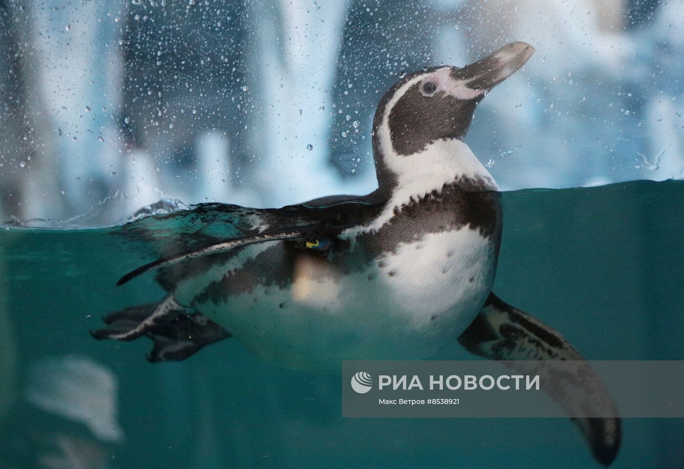 Первые пингвины поселились в зоопарке в Крыму