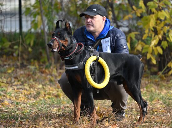 День Добермана в Казани