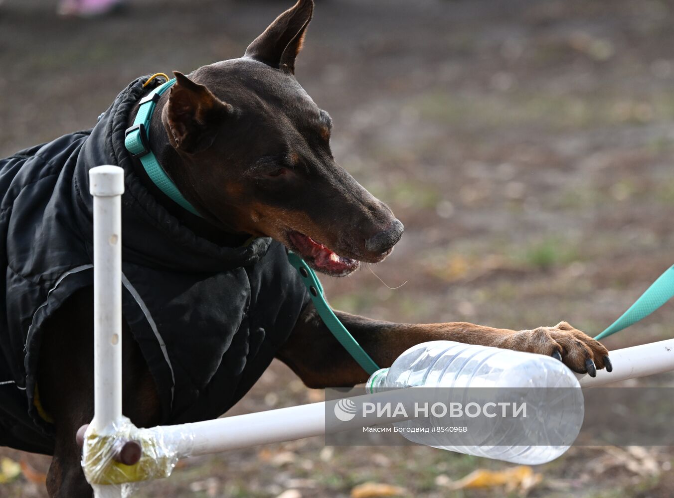 День Добермана в Казани