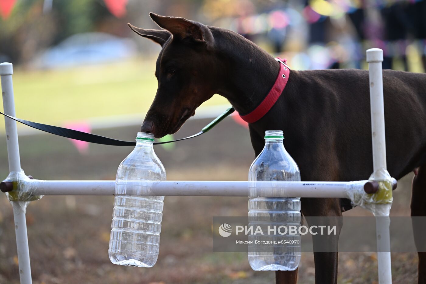 День Добермана в Казани