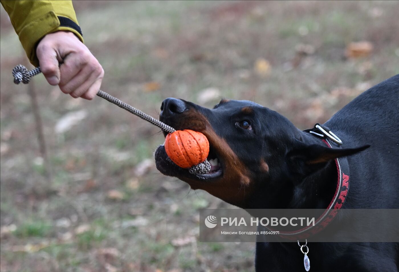 День Добермана в Казани