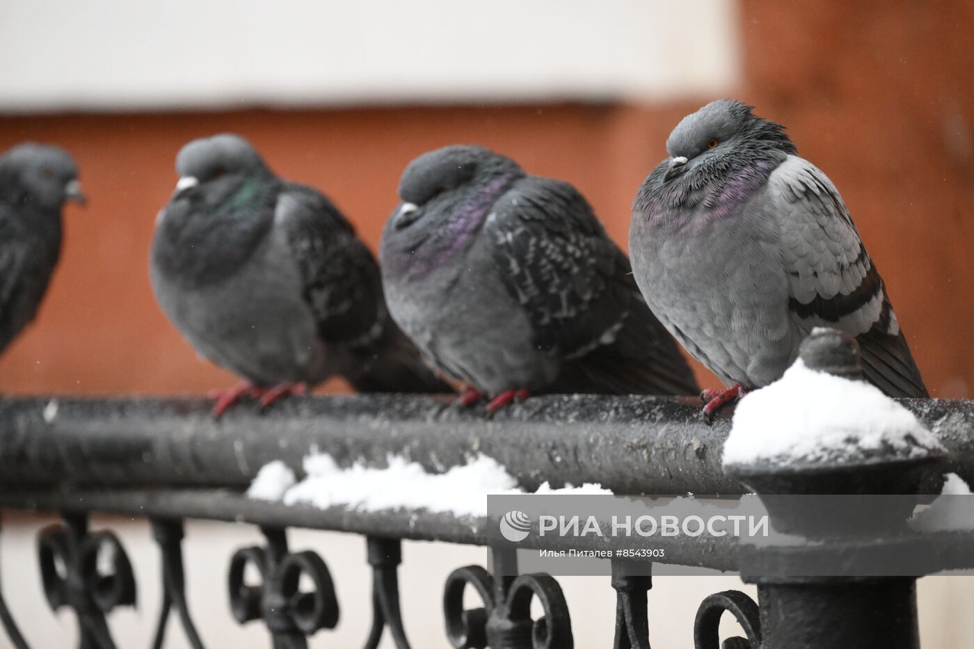 Снег в Москве 