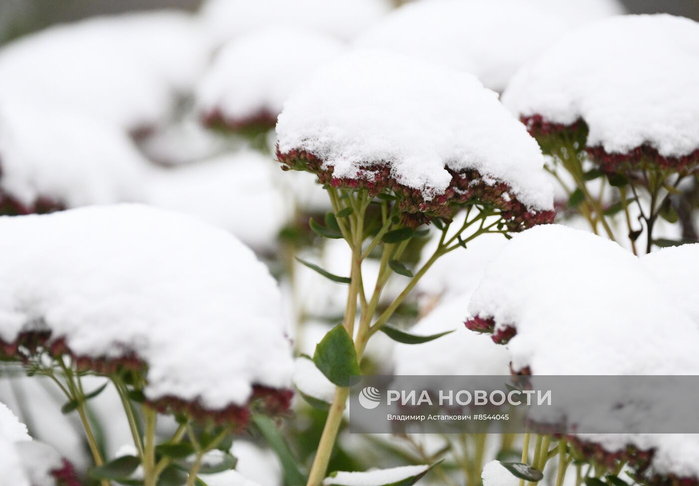 Снег в Москве