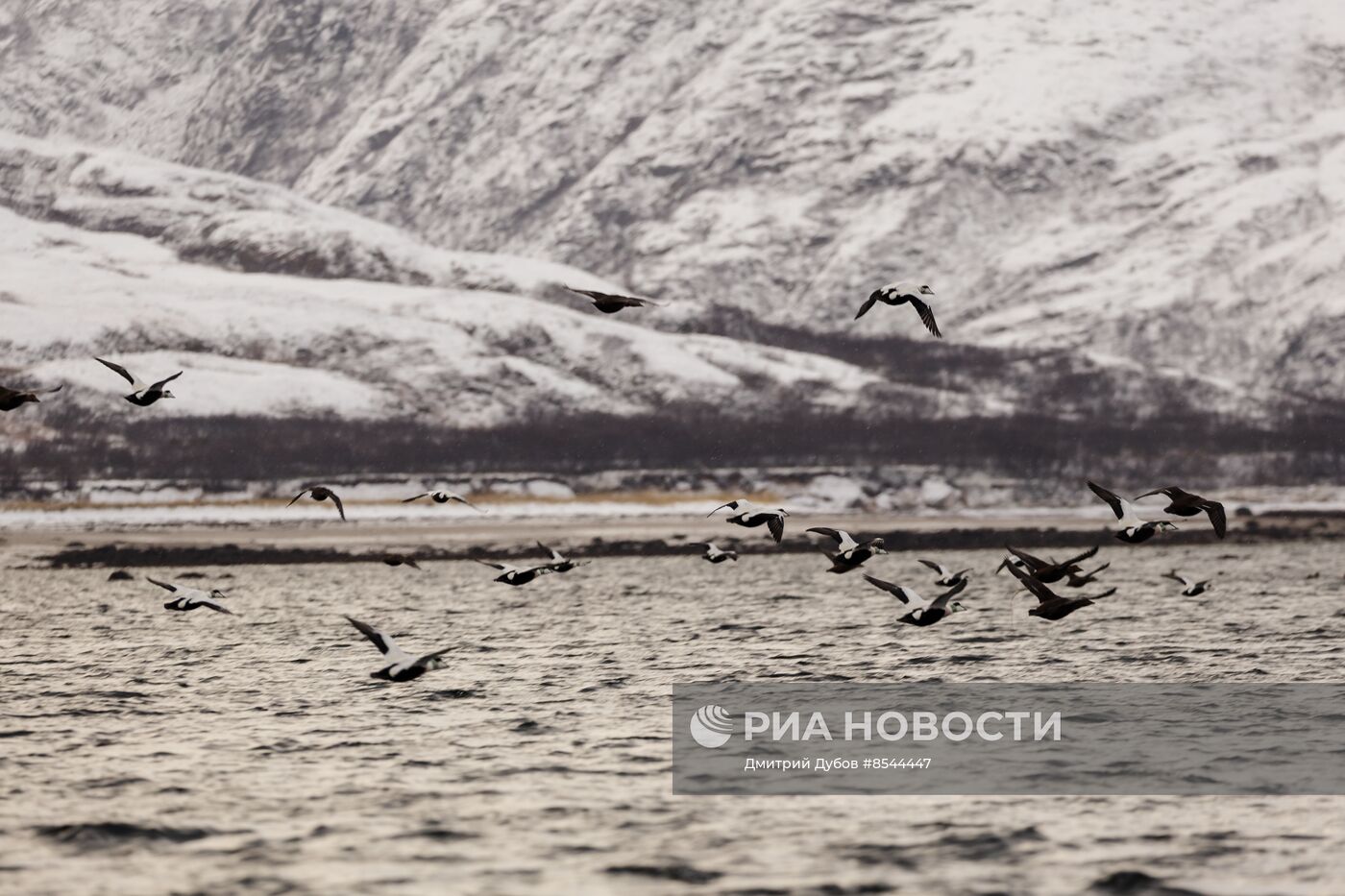 Кольский залив в Мурманской области