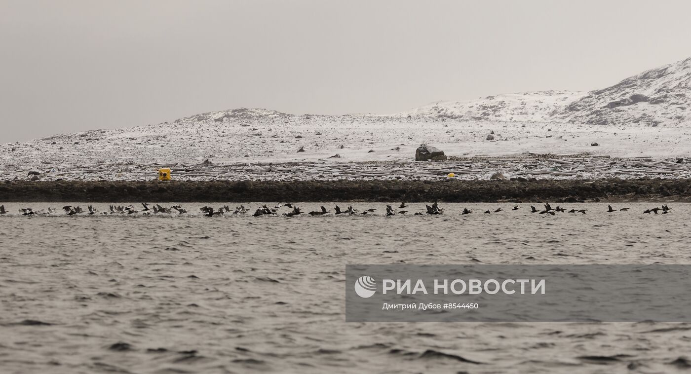 Кольский залив в Мурманской области