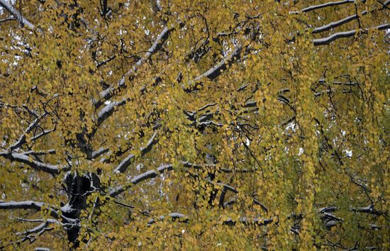 Снег в Москве