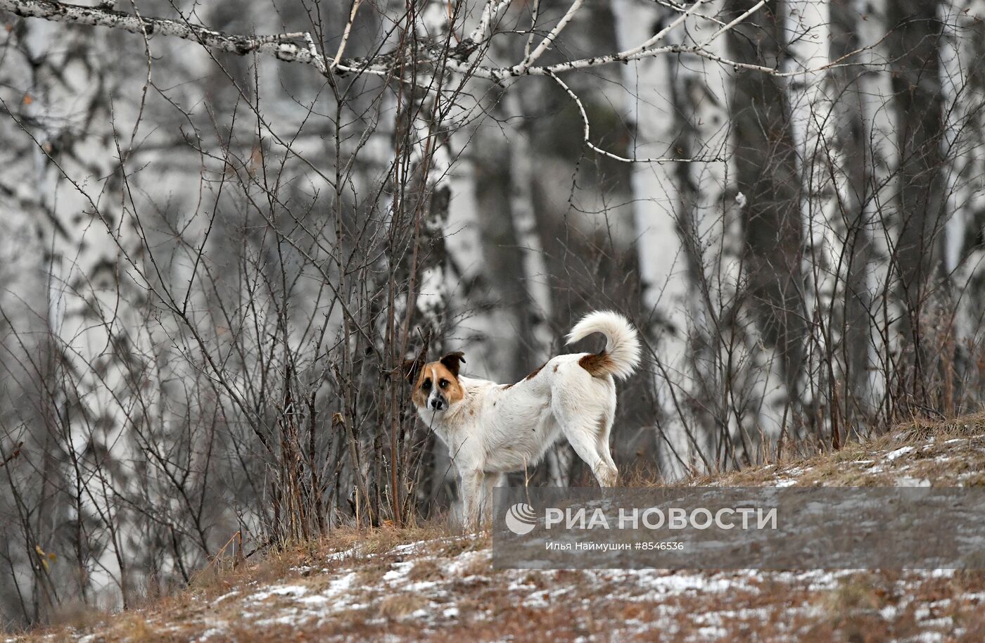 Бездомные собаки в Красноярском крае