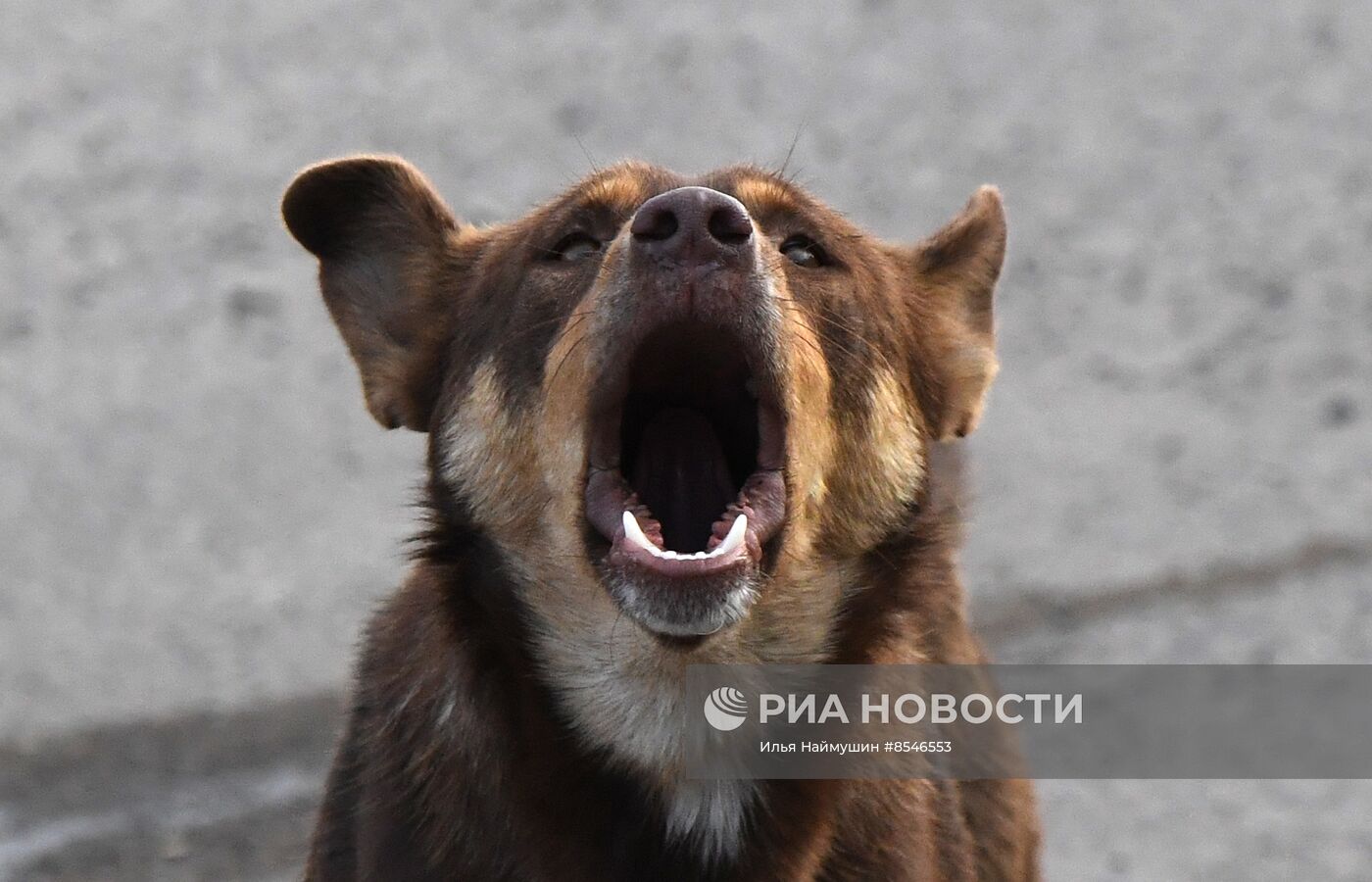 Бездомные собаки в Красноярском крае