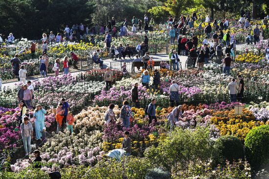 "Бал хризантем" в Никитском ботаническом саду