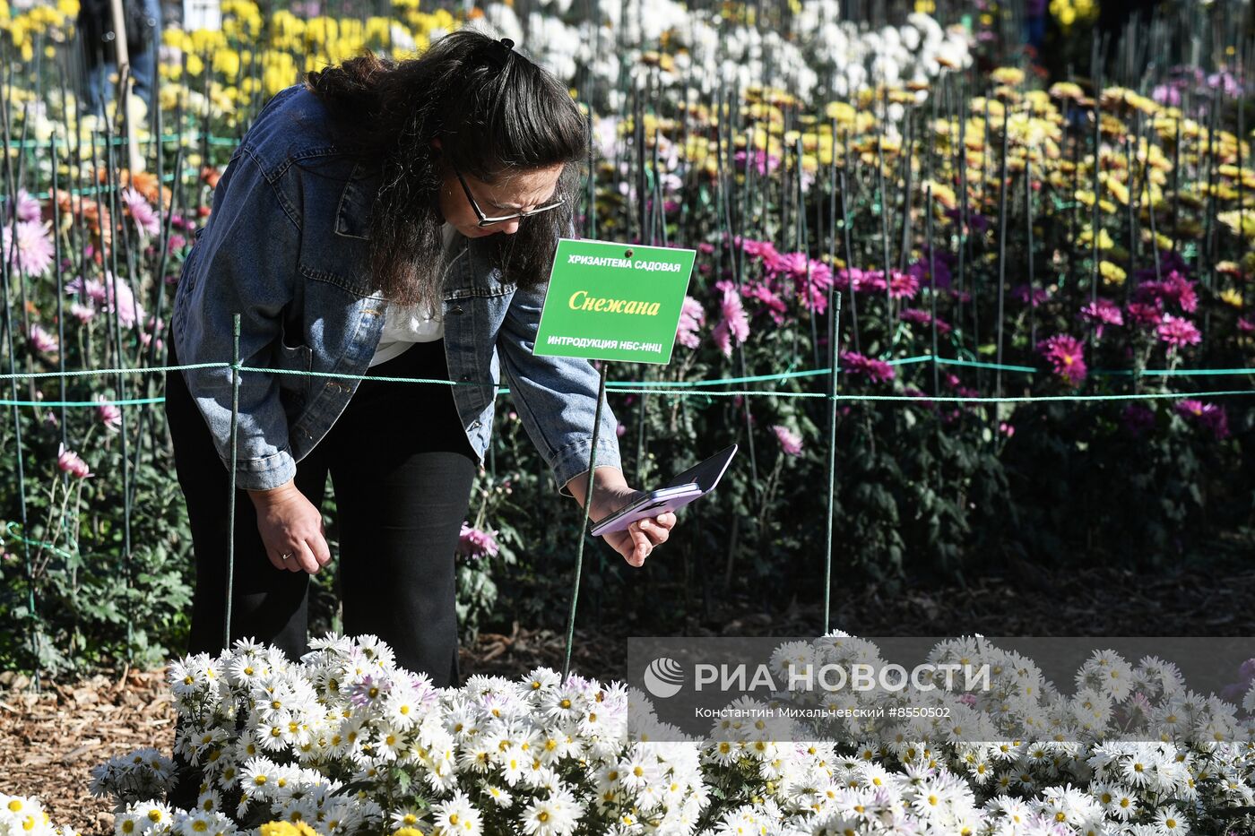 "Бал хризантем" в Никитском ботаническом саду