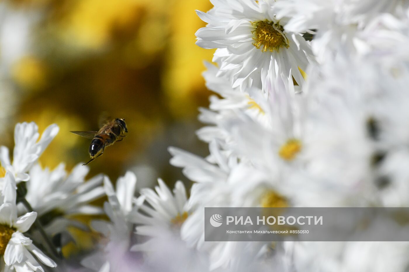 "Бал хризантем" в Никитском ботаническом саду