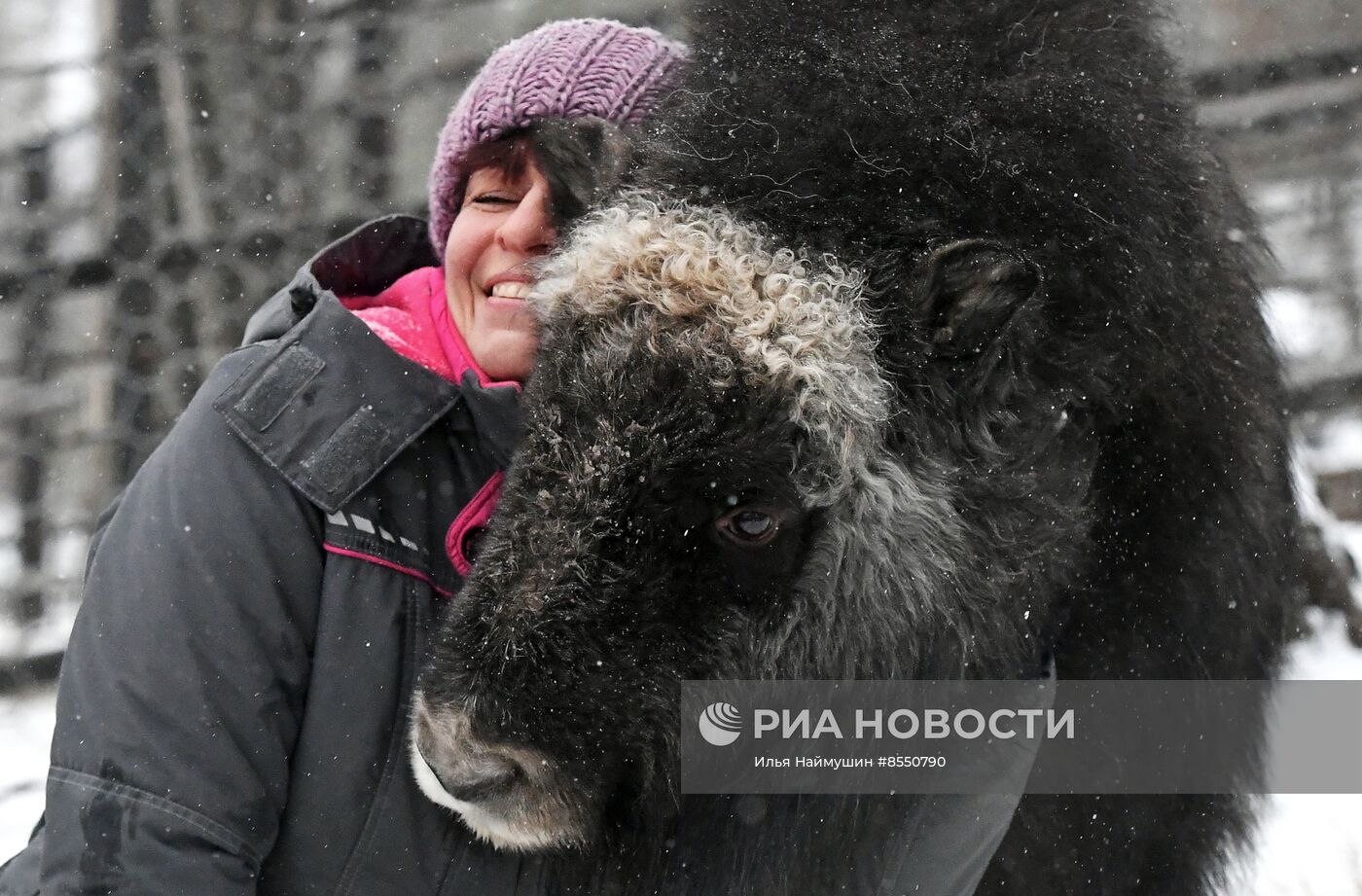 Детеныш овцебыка в парке "Роев ручей"