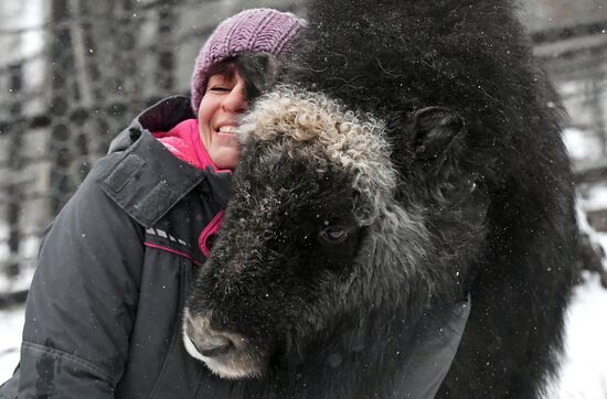 Детеныш овцебыка в парке "Роев ручей"