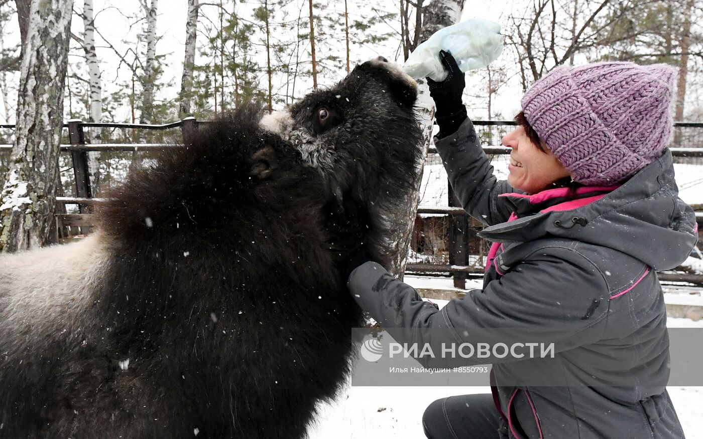 Детеныш овцебыка в парке "Роев ручей"
