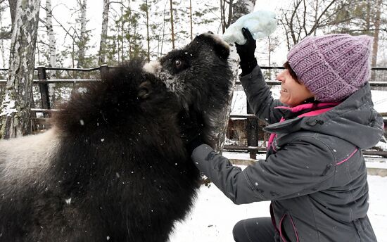 Детеныш овцебыка в парке "Роев ручей"