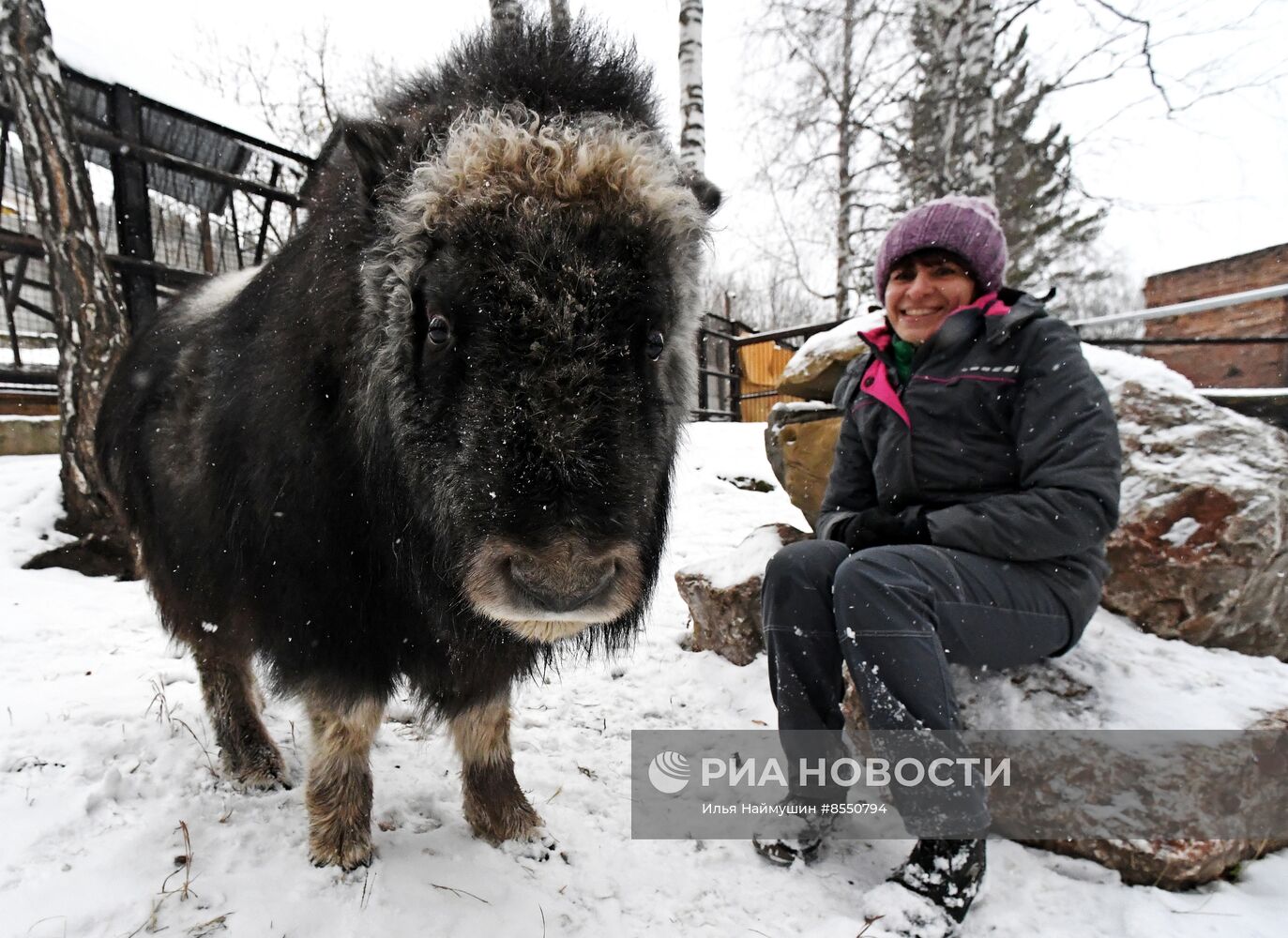 Детеныш овцебыка в парке "Роев ручей"