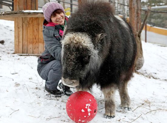Детеныш овцебыка в парке "Роев ручей"