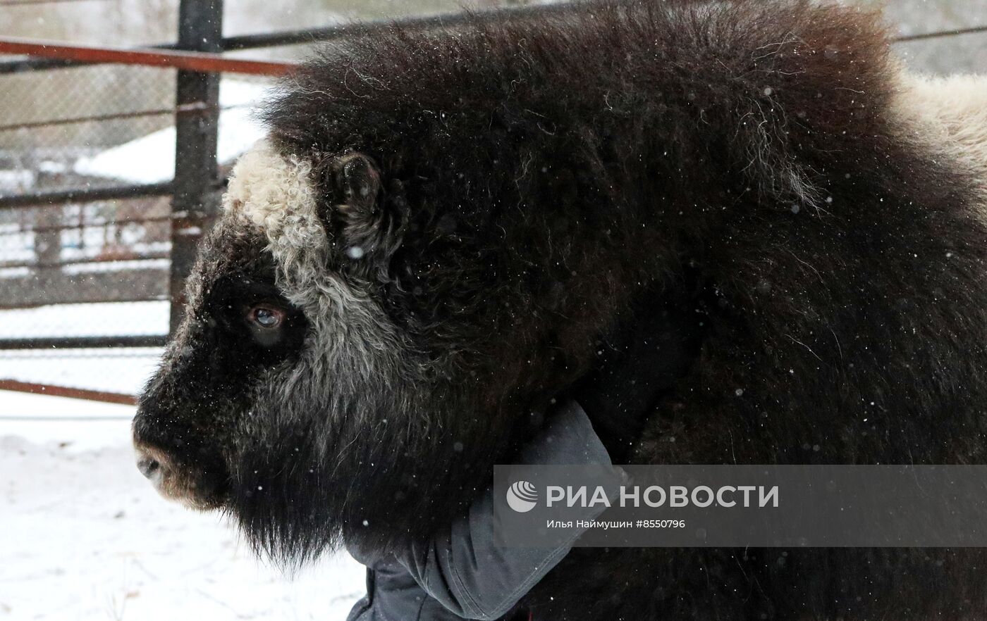 Детеныш овцебыка в парке "Роев ручей"