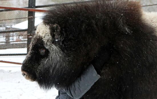 Детеныш овцебыка в парке "Роев ручей"