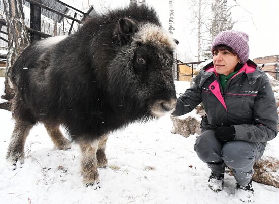 Детеныш овцебыка в парке "Роев ручей"