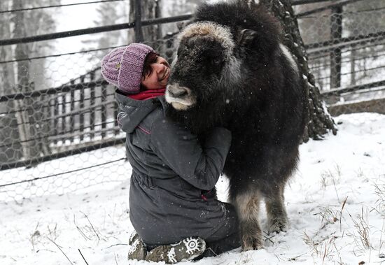 Детеныш овцебыка в парке "Роев ручей"
