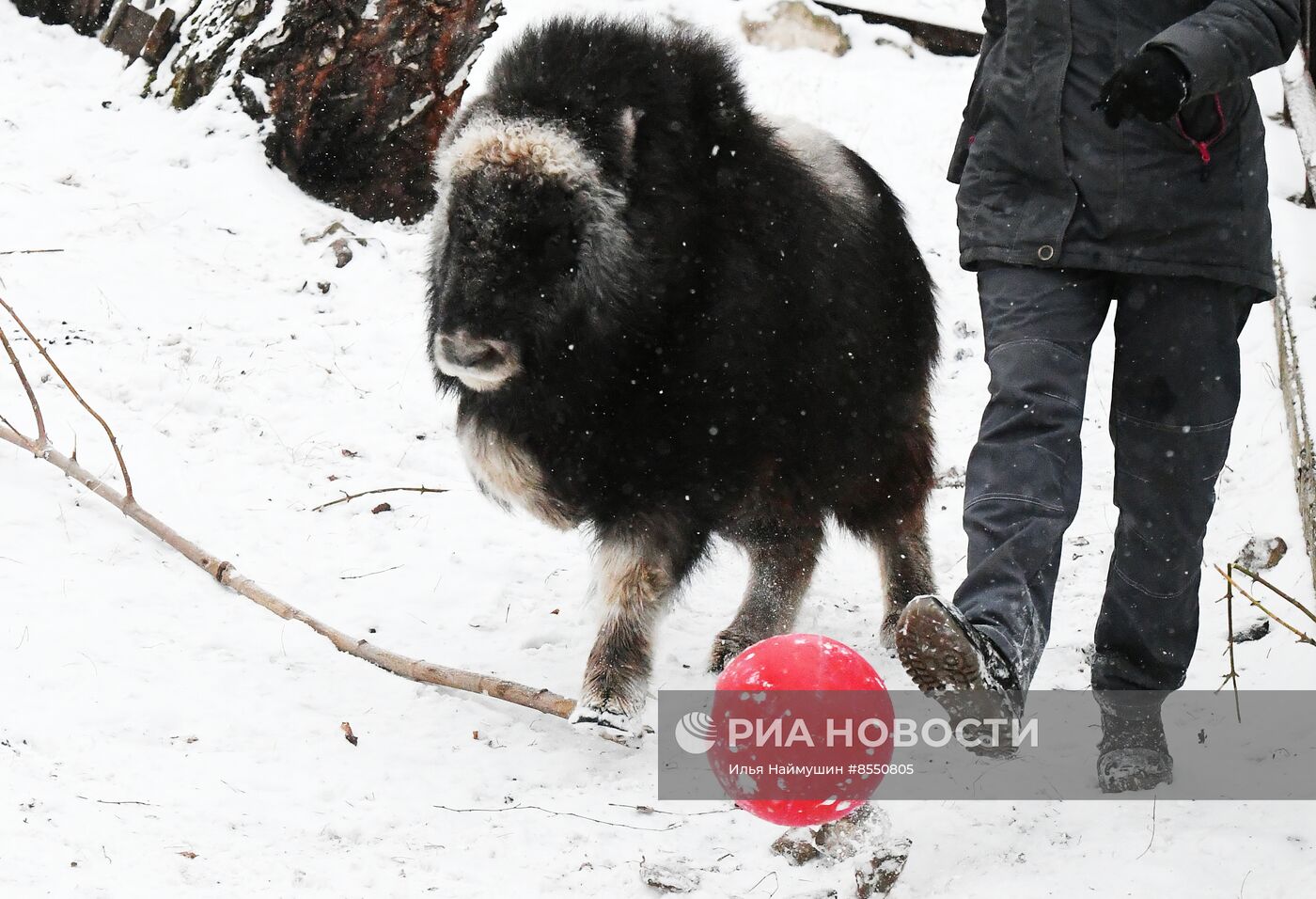 Детеныш овцебыка в парке "Роев ручей"