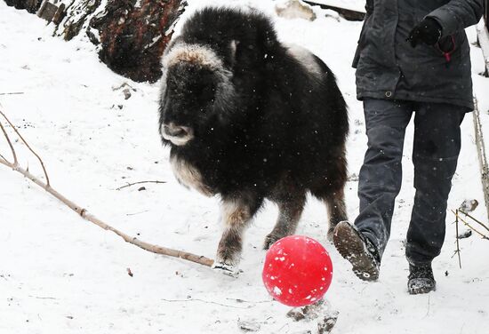 Детеныш овцебыка в парке "Роев ручей"