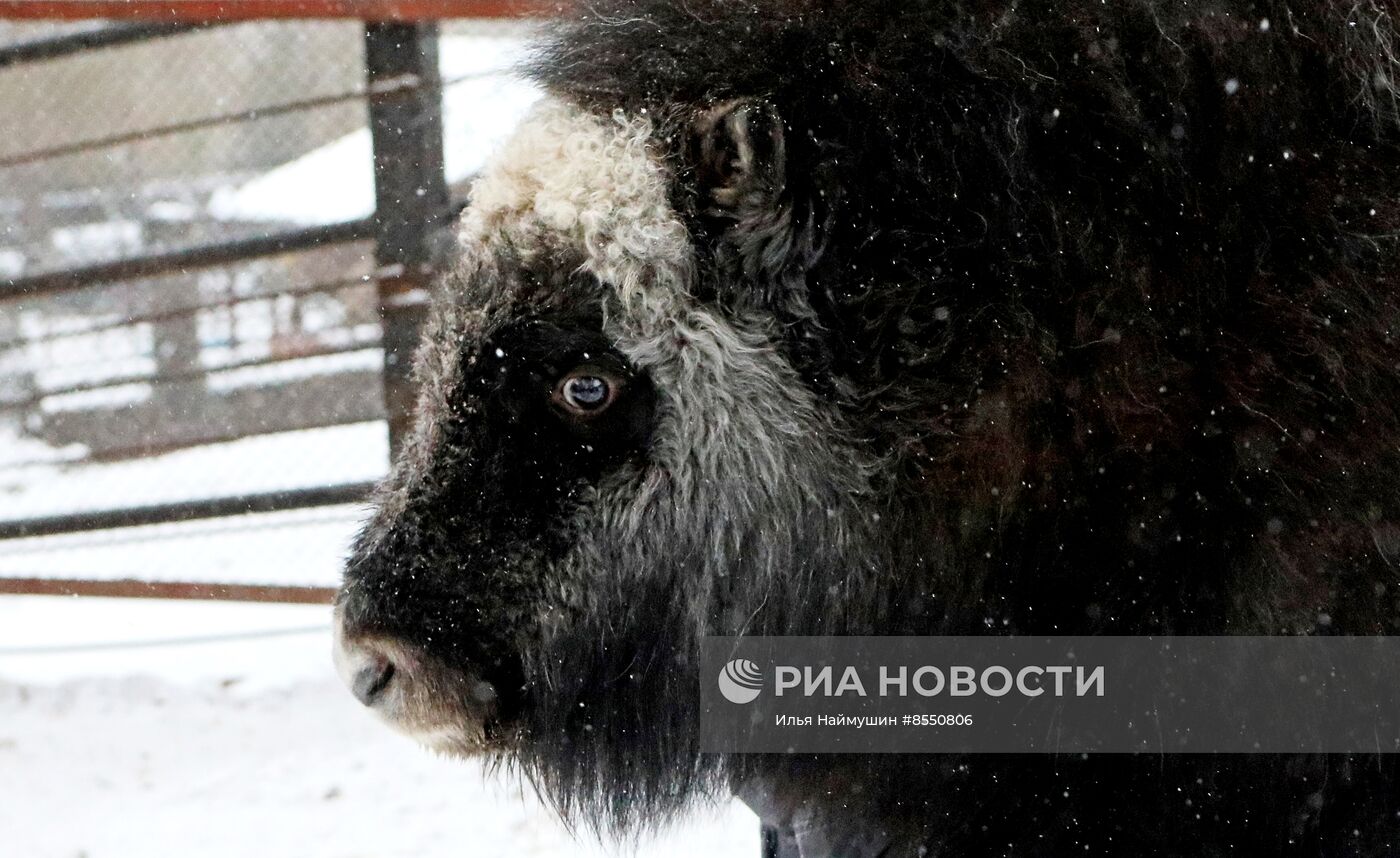 Детеныш овцебыка в парке "Роев ручей"