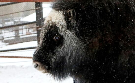Детеныш овцебыка в парке "Роев ручей"