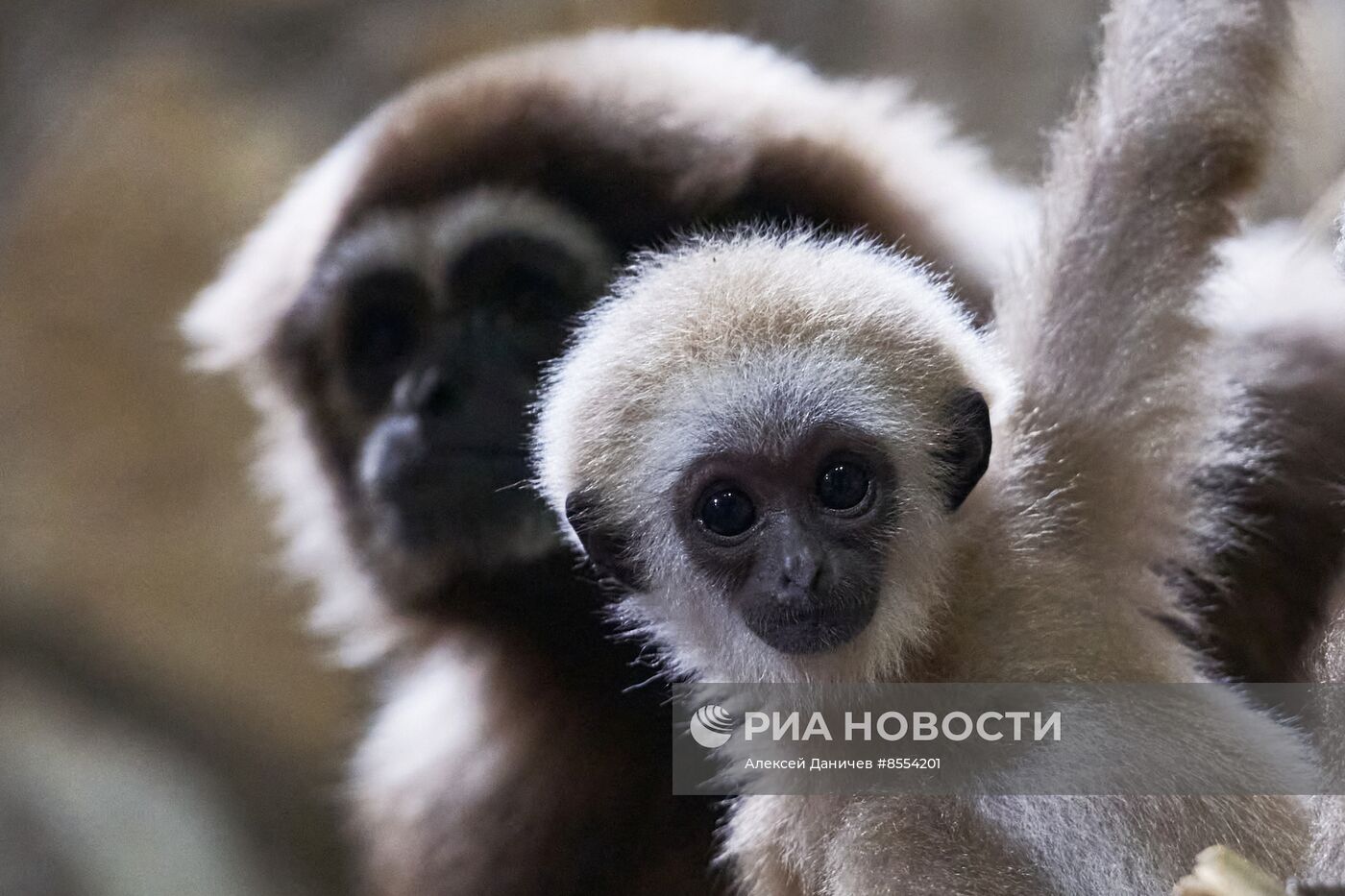 Детеныш белоруких гиббонов в Ленинградском зоопарке