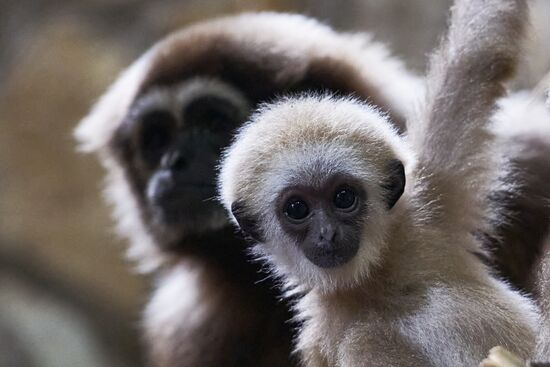 Детеныш белоруких гиббонов в Ленинградском зоопарке
