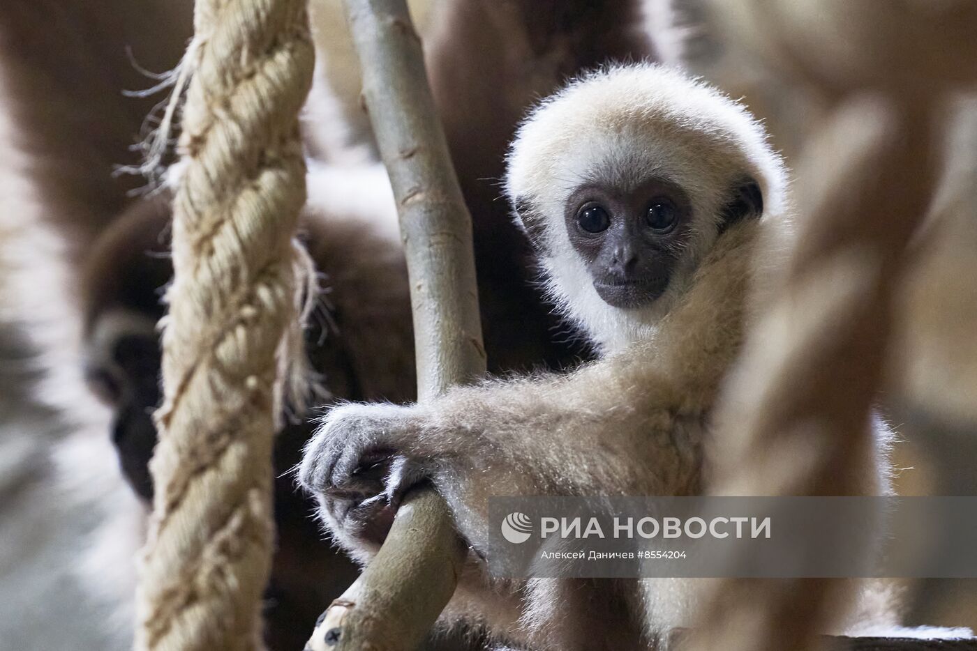 Детеныш белоруких гиббонов в Ленинградском зоопарке