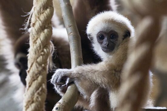 Детеныш белоруких гиббонов в Ленинградском зоопарке