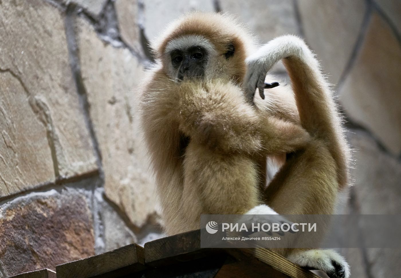 Детеныш белоруких гиббонов в Ленинградском зоопарке