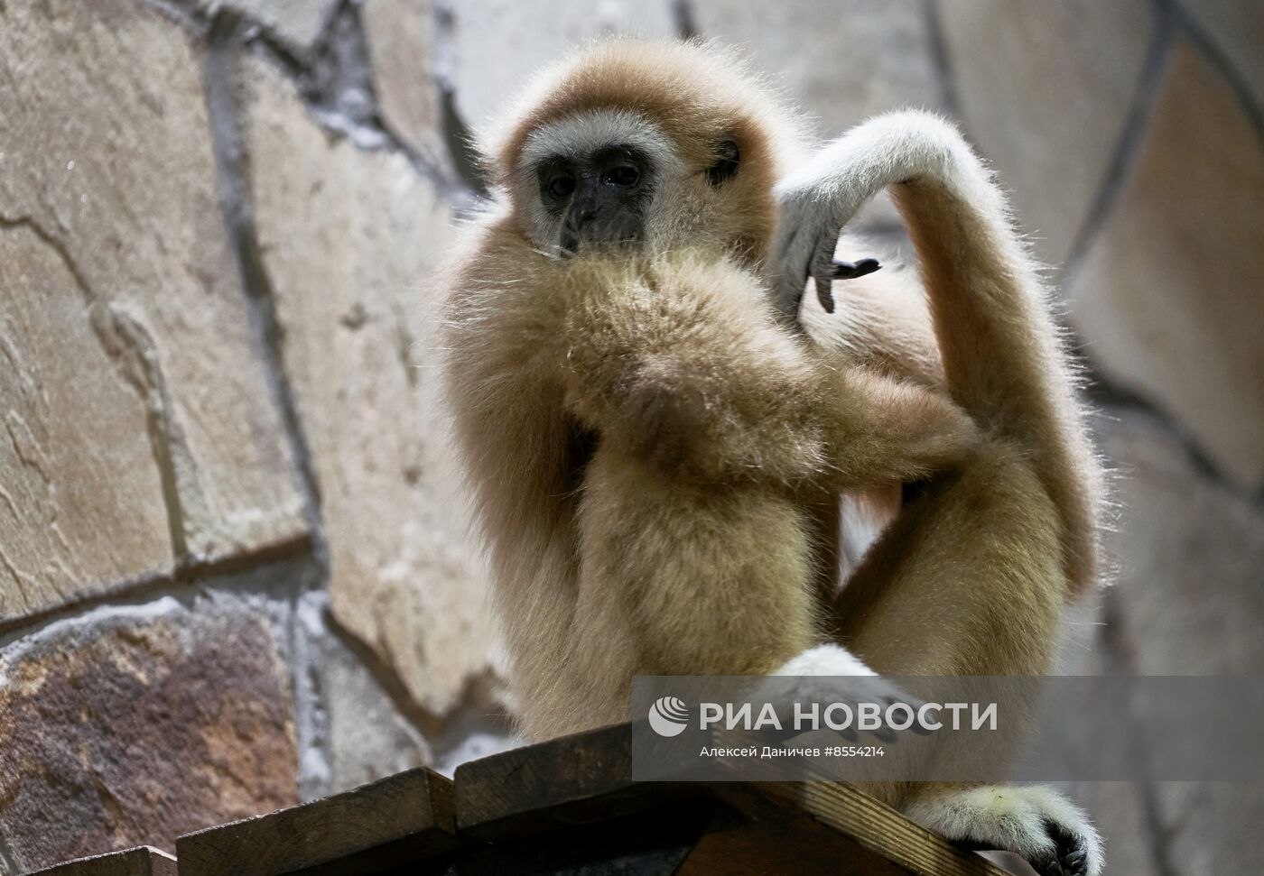 Детеныш белоруких гиббонов в Ленинградском зоопарке