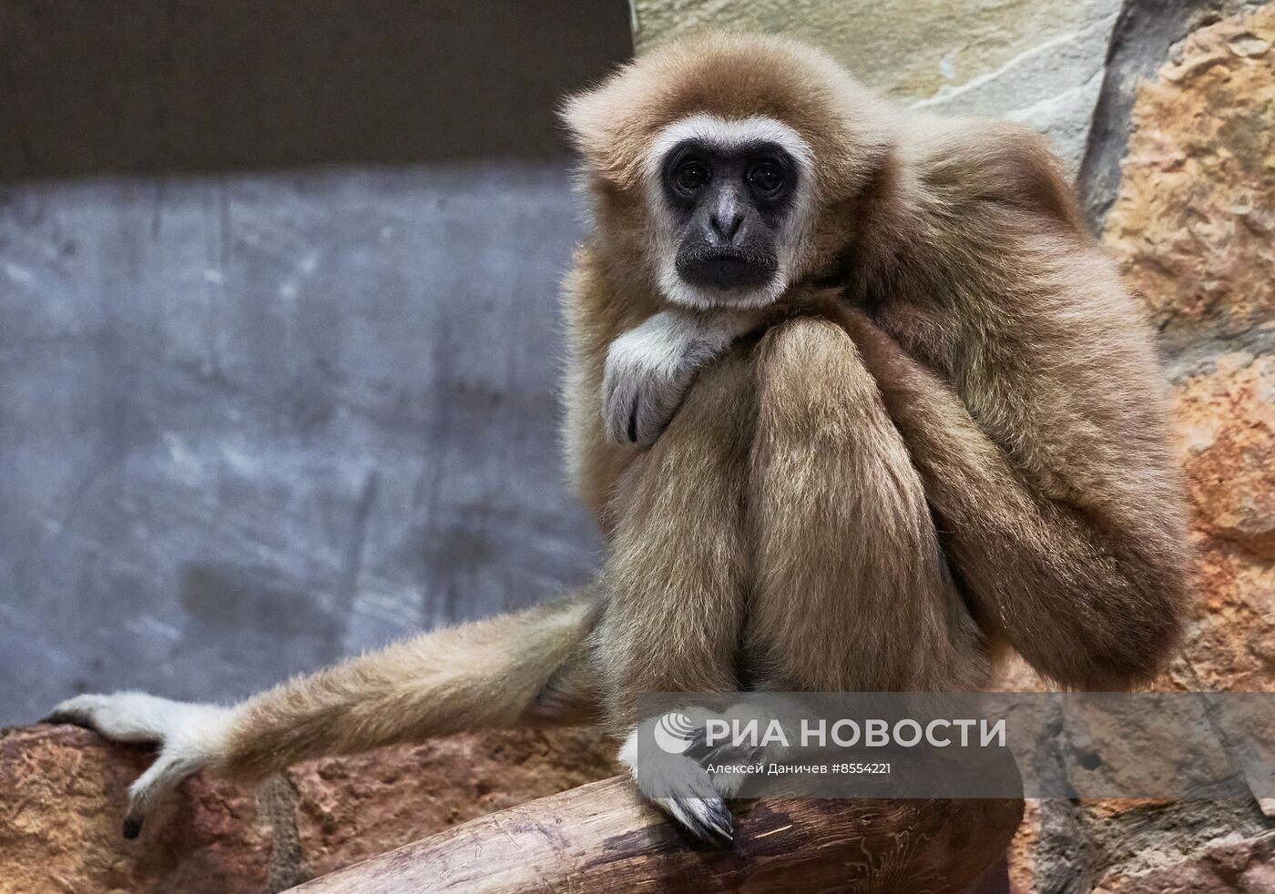 Детеныш белоруких гиббонов в Ленинградском зоопарке